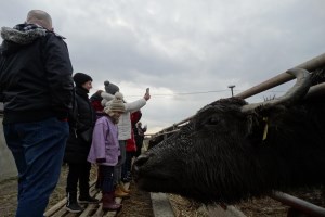 Ферма Карпатський буйвіл, Виноградів
